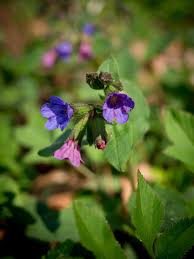 Attēlu rezultāti vaicājumam “Pulmonaria obscura flower”