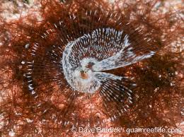 Attēlu rezultāti vaicājumam “Phronia sp.”