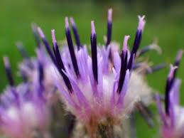 Attēlu rezultāti vaicājumam “Saussurea esthonica”