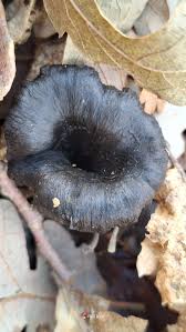 Attēlu rezultāti vaicājumam “Vouauxiomyces santessonii”