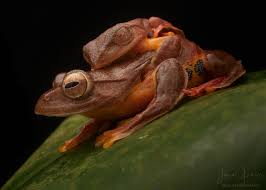 Attēlu rezultāti vaicājumam “Philonotis marchica macro”