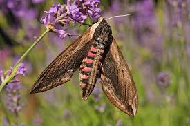 Attēlu rezultāti vaicājumam “Sphinx ligustri”