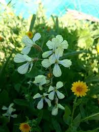 Attēlu rezultāti vaicājumam “Raphanus raphanistrum flower”