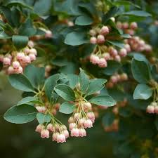 Attēlu rezultāti vaicājumam “Enkianthus campanulatus”