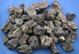 Attēlu rezultāti vaicājumam “Cyanophyta”