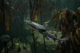 Image result for Triakis megalopterus