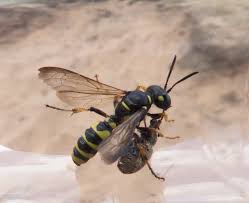 Attēlu rezultāti vaicājumam “Cerceris arenaria”