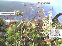 Attēlu rezultāti vaicājumam “Seligeria donniana sporophyte”