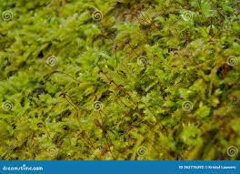 Attēlu rezultāti vaicājumam “Acrocarpous mosses”