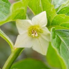 Attēlu rezultāti vaicājumam “Physalis alkekengi flower”