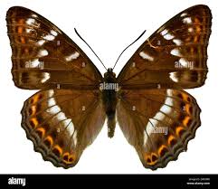 Attēlu rezultāti vaicājumam “Limenitis populi upperside”