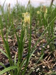Attēlu rezultāti vaicājumam “Glyceria striata leaf”