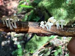 Attēlu rezultāti vaicājumam “Ionomidotis irregularis”