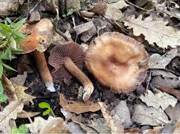 Attēlu rezultāti vaicājumam “Craterium aureonucleatum young”