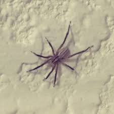 Attēlu rezultāti vaicājumam “Miturgidae”