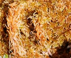Attēlu rezultāti vaicājumam “Sphagnum fuscum”