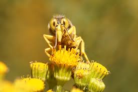 Attēlu rezultāti vaicājumam “Bembix rostrata”