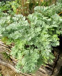 Image result for Artemisia absinthium