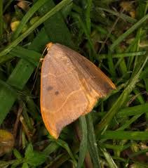 Attēlu rezultāti vaicājumam “Watsonalla binaria”