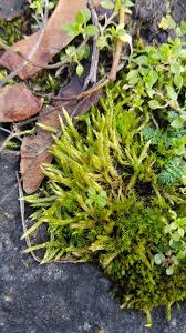 Attēlu rezultāti vaicājumam “Brachythecium albicans”