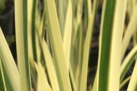 Attēlu rezultāti vaicājumam “Acoraceae”