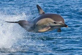 Image result for Delphinus delphis