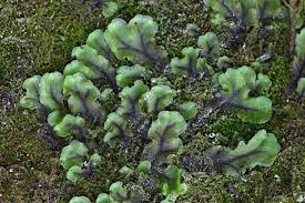 Attēlu rezultāti vaicājumam “Pellia neesiana”