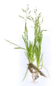 Attēlu rezultāti vaicājumam “Poa pratensis”