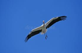 Attēlu rezultāti vaicājumam “Ciconia ciconia adult”
