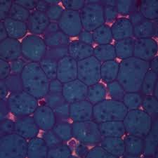 Attēlu rezultāti vaicājumam “Physarum obscurum macro”