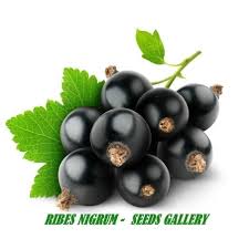 Attēlu rezultāti vaicājumam “Ribes nigrum fruit”