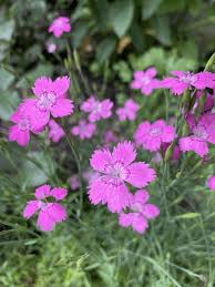 Attēlu rezultāti vaicājumam “Dianthus deltoides”