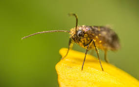 Attēlu rezultāti vaicājumam “Micropterigidae”