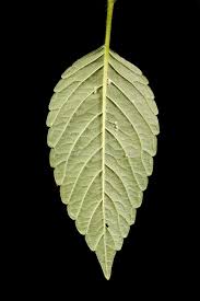 Attēlu rezultāti vaicājumam “Galeopsis bifida leaf”