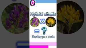 Attēlu rezultāti vaicājumam “Medicago x varia”