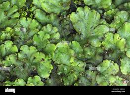 Attēlu rezultāti vaicājumam “Pellia epiphylla”