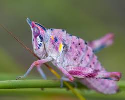 Attēlu rezultāti vaicājumam “Orthoptera”
