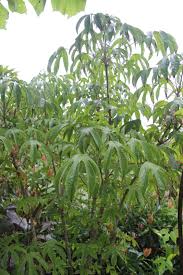 Attēlu rezultāti vaicājumam “Kalopanax septemlobus fruit”