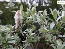 Attēlu rezultāti vaicājumam “Salix lapponum”