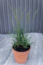 Attēlu rezultāti vaicājumam “Molinia caerulea fruit”