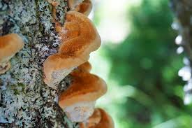 Attēlu rezultāti vaicājumam “Inonotus rheades”