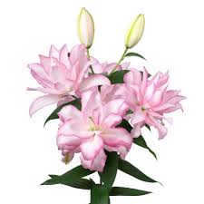 Image result for Lilie