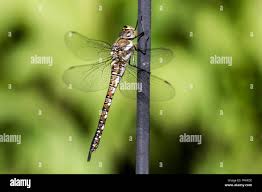 Attēlu rezultāti vaicājumam “Aeshna mixta female”