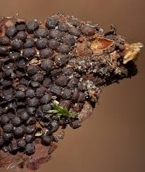 Attēlu rezultāti vaicājumam “Pucciniastrum areolatum”