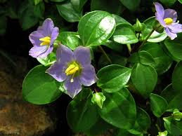 Image result for Exacum affine