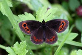 Attēlu rezultāti vaicājumam “Erebia aethiops”