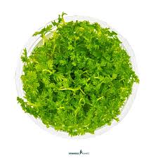 Attēlu rezultāti vaicājumam “Hottonia palustris leaf”