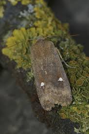 Attēlu rezultāti vaicājumam “Eupsilia transversa”