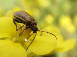 Attēlu rezultāti vaicājumam “Lochmaea caprea”