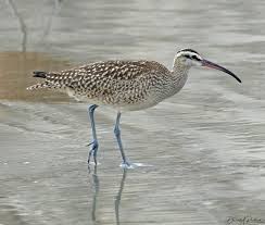 Attēlu rezultāti vaicājumam “Numenius phaeopus adult”